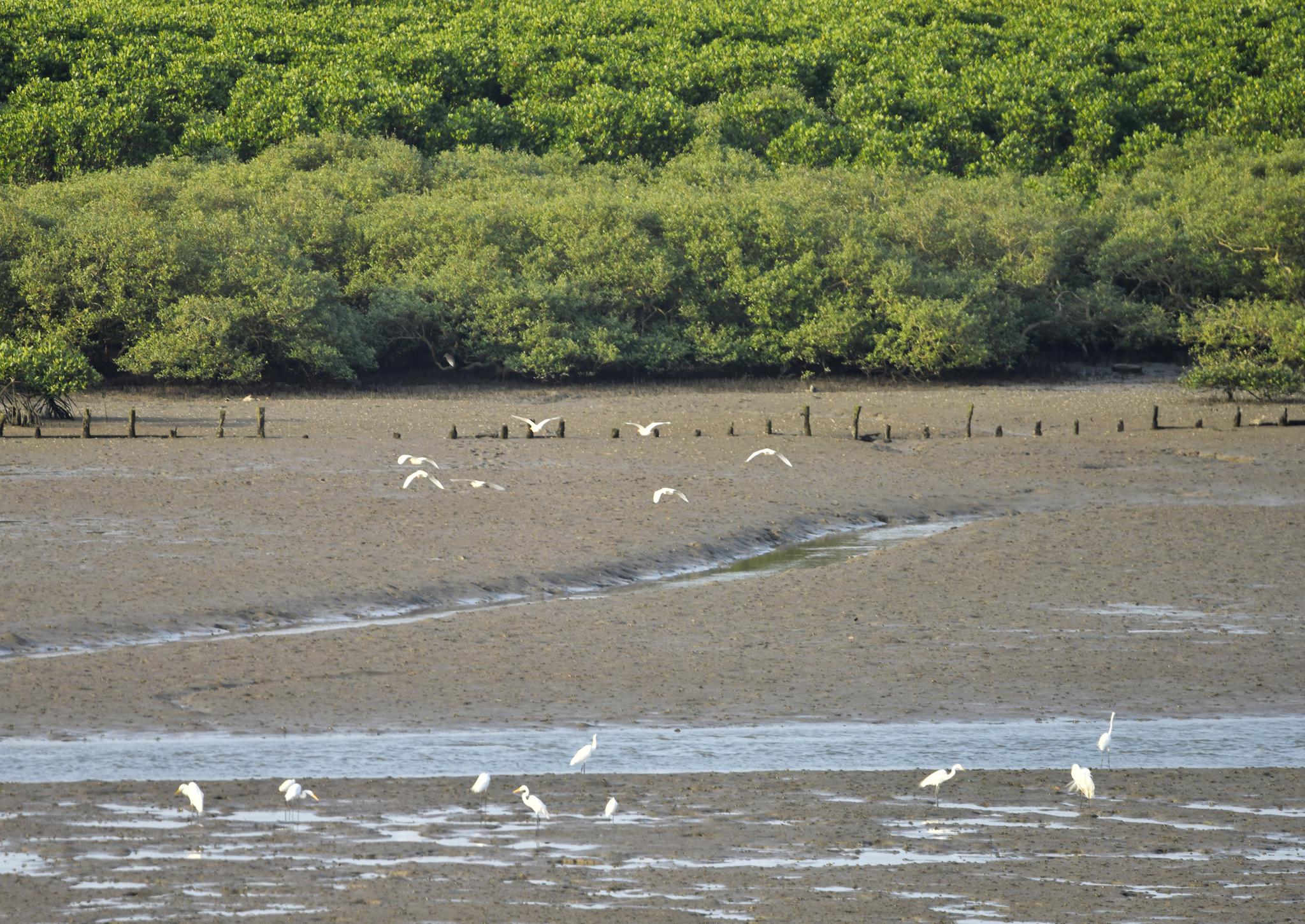 傍晚,海口演丰红树林美景