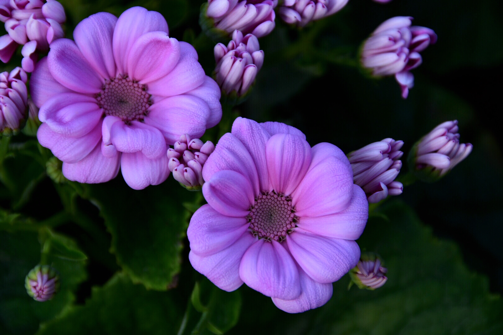 瓜叶菊别称富贵菊,黄瓜花.