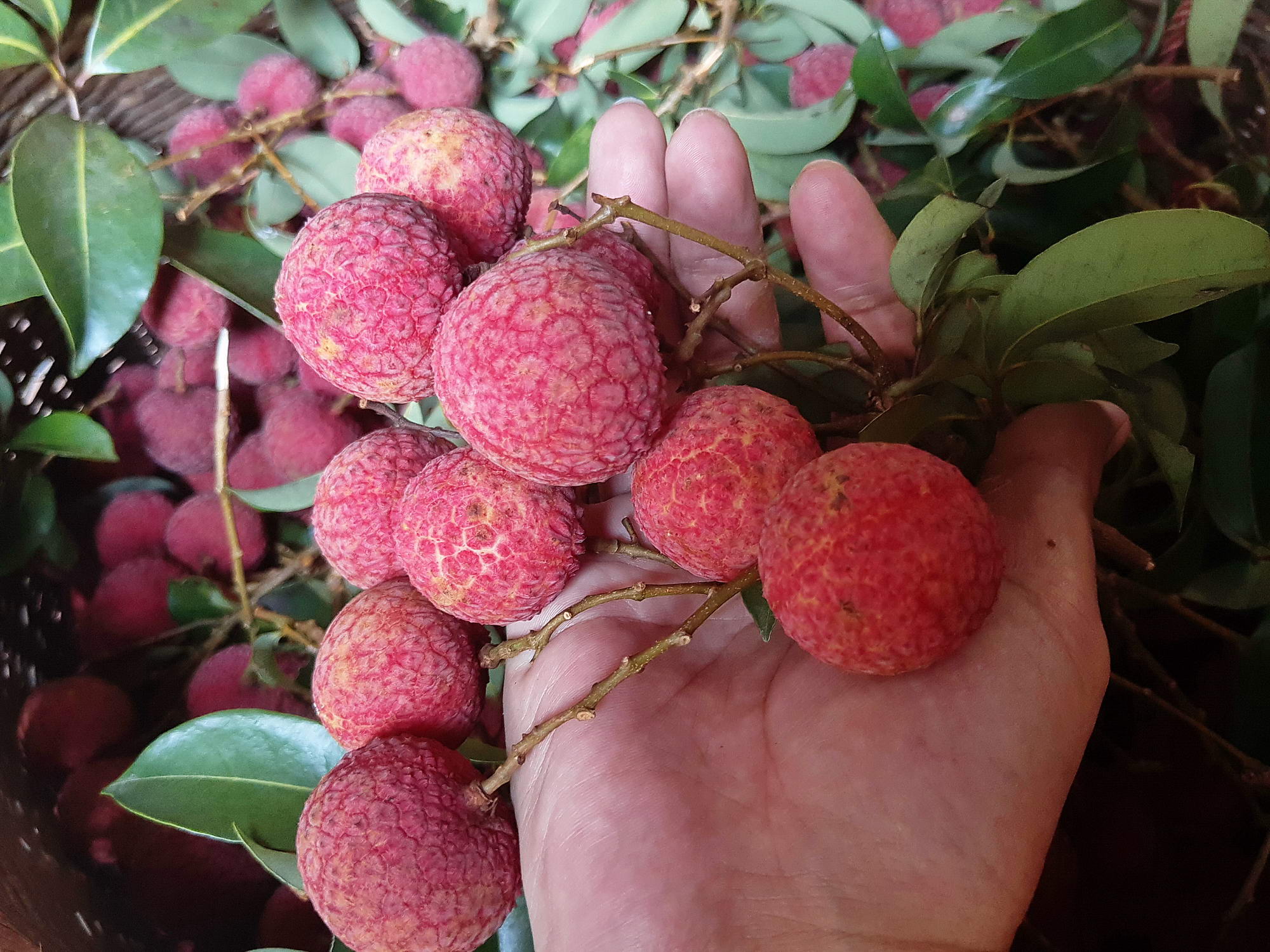 广东从化,乡村家宴,今夏最后一筐荔枝