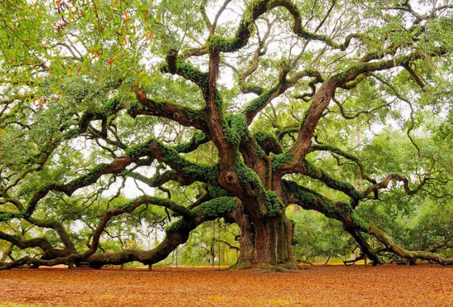 美图:一组奇形怪状的树木图片,让人不得不赞叹植物的顽强生命力