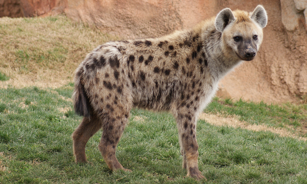 如果非洲一哥是虎群,那么鬣狗还敢像骚扰狮子一样对待老虎吗?