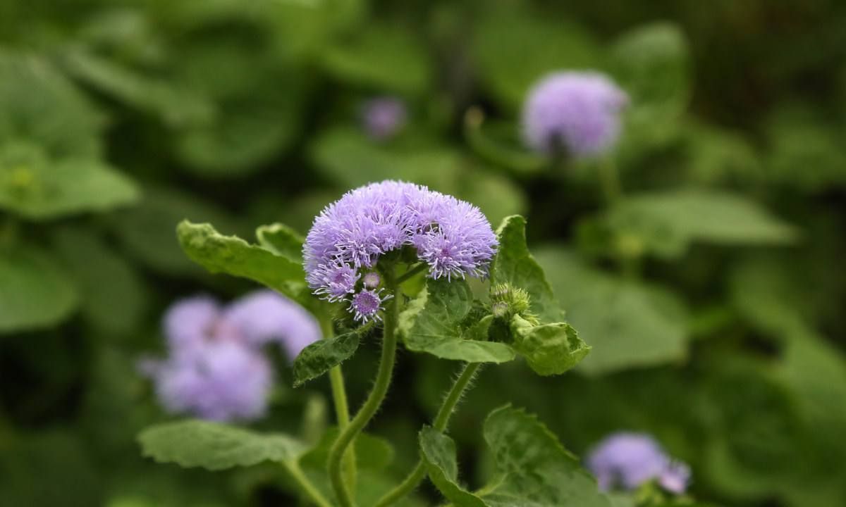 藿香蓟的花语:“敬爱”,株丛繁茂,花色淡雅,非常漂亮!|花语|花色|霍香蓟|藿香蓟|毛麝香_新浪新闻