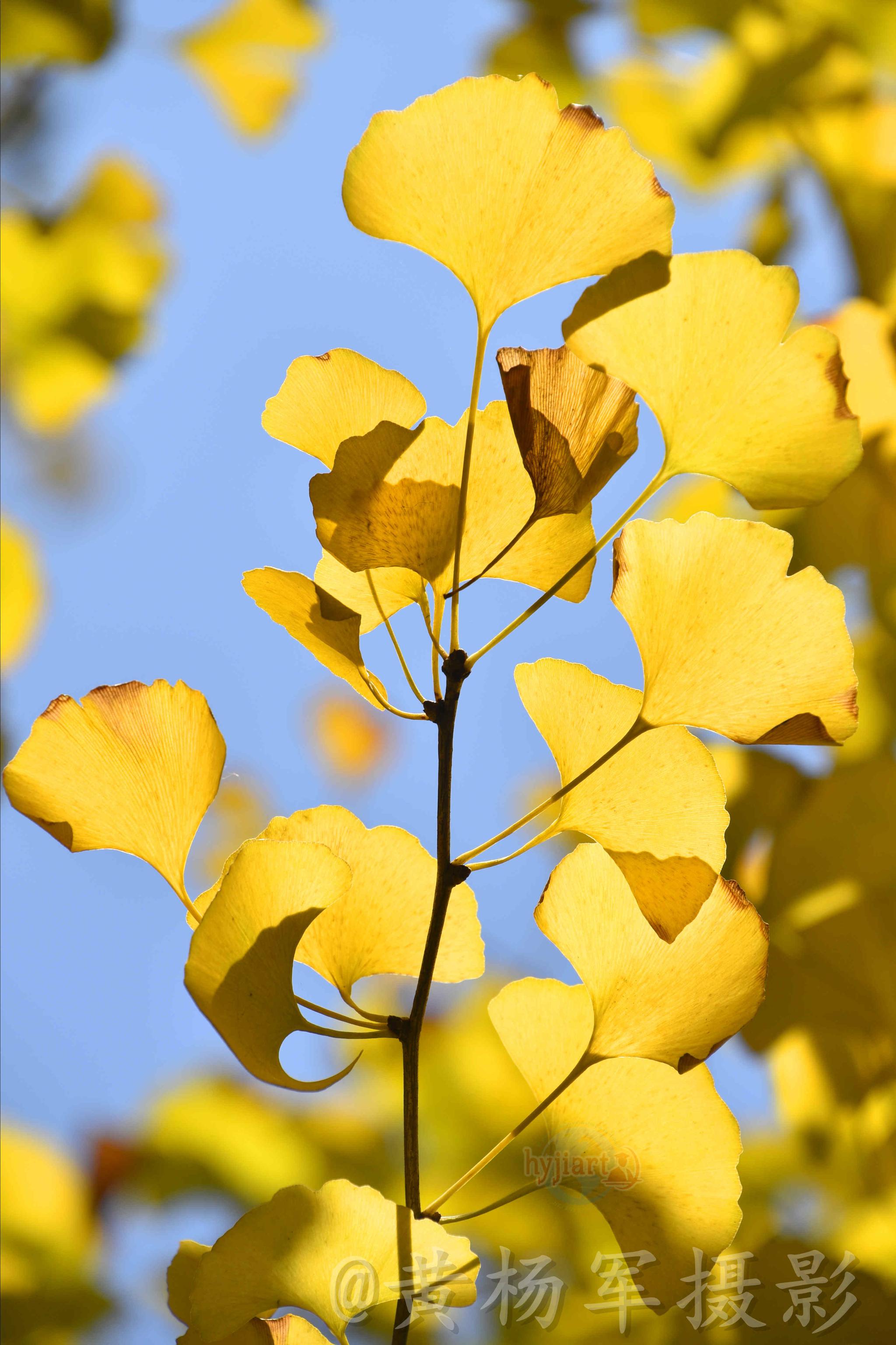 月25号的银杏叶