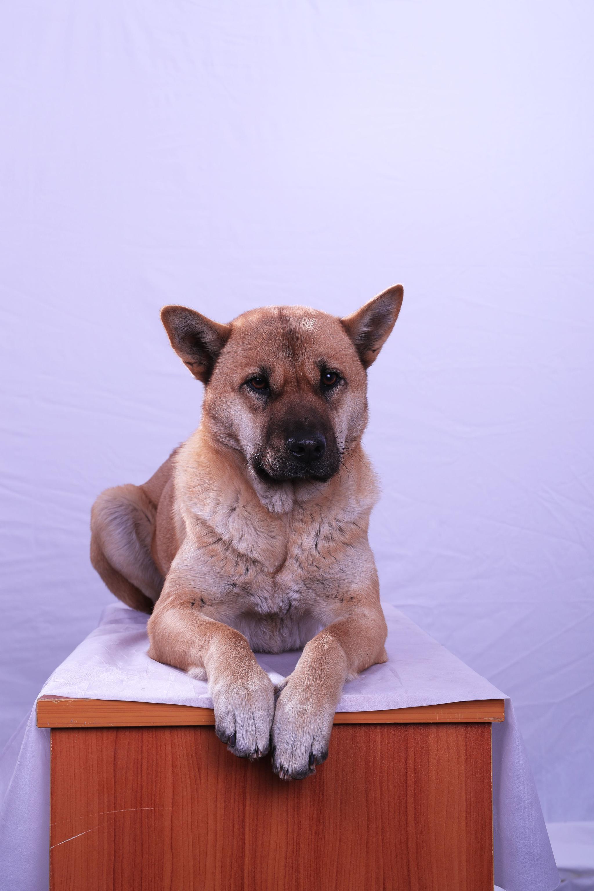 别国土狗成名贵犬,中华田园犬却要被禁养该怎么办?