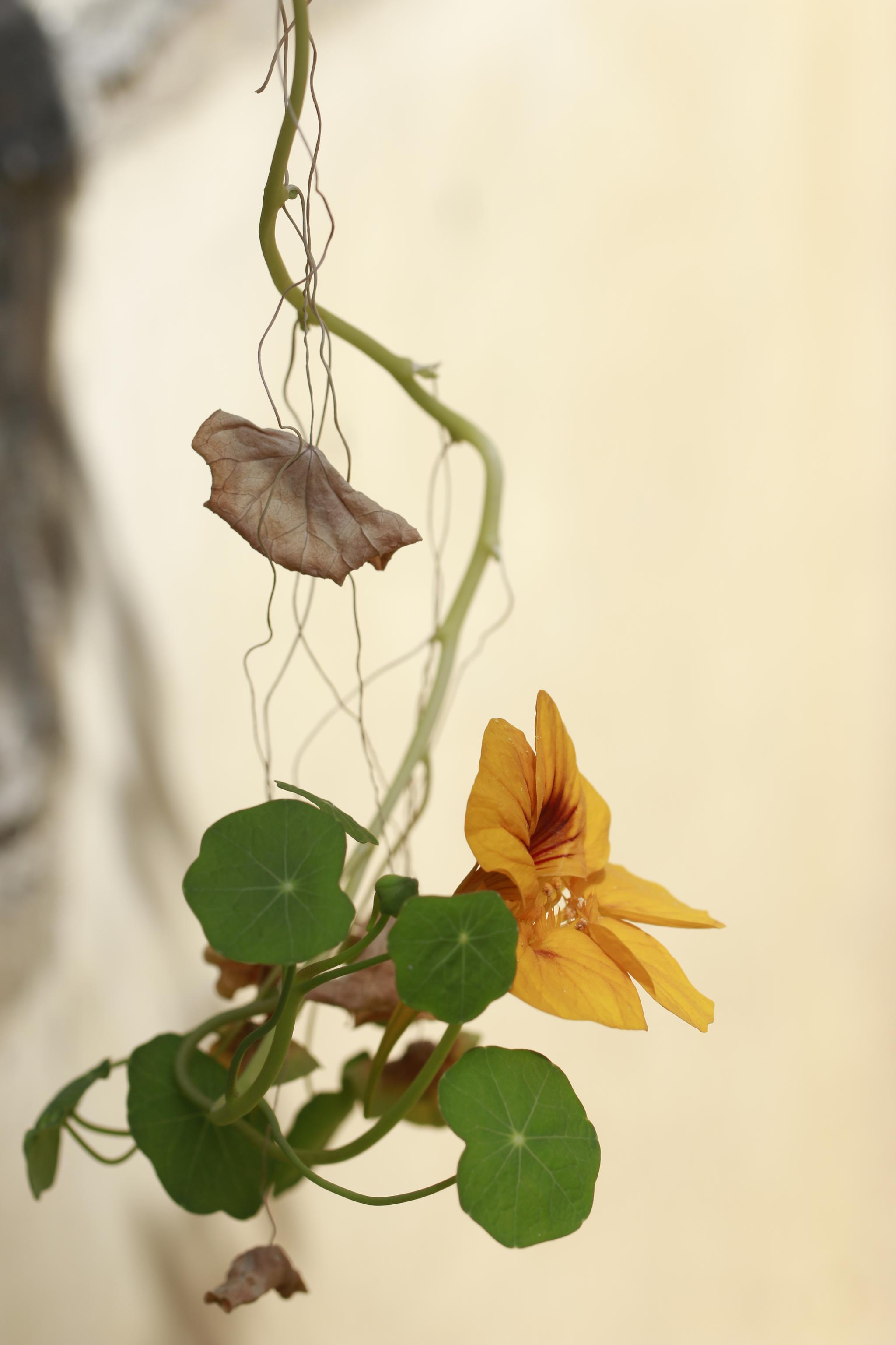 植物摄影图集 旱莲