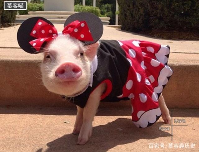 迷你小香猪和微型猪原来有区别,铲屎官选错宠物只能哭笑不得了!