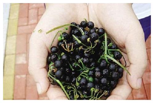 田里不只有庄稼,一种黑果子真奇特,名叫龙葵价值高