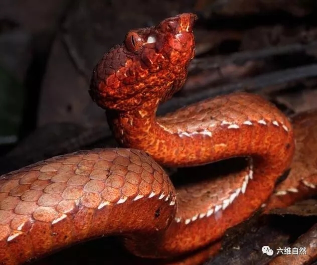 印度发现新颜色的蛇类褐色蝰蛇也是毒蛇新品种
