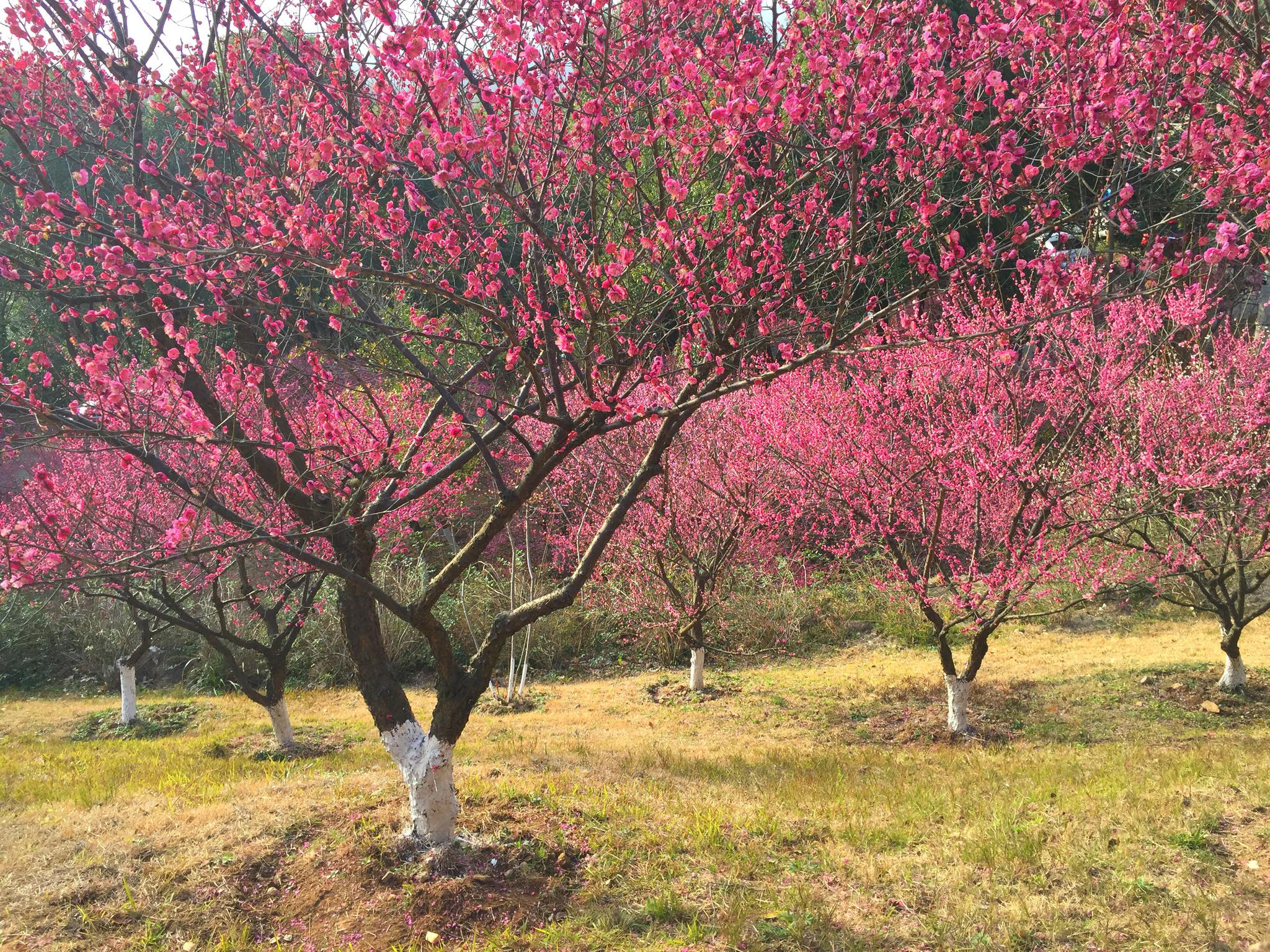 春节温岭植物园梅园梅花盛开,吸引了很多游客
