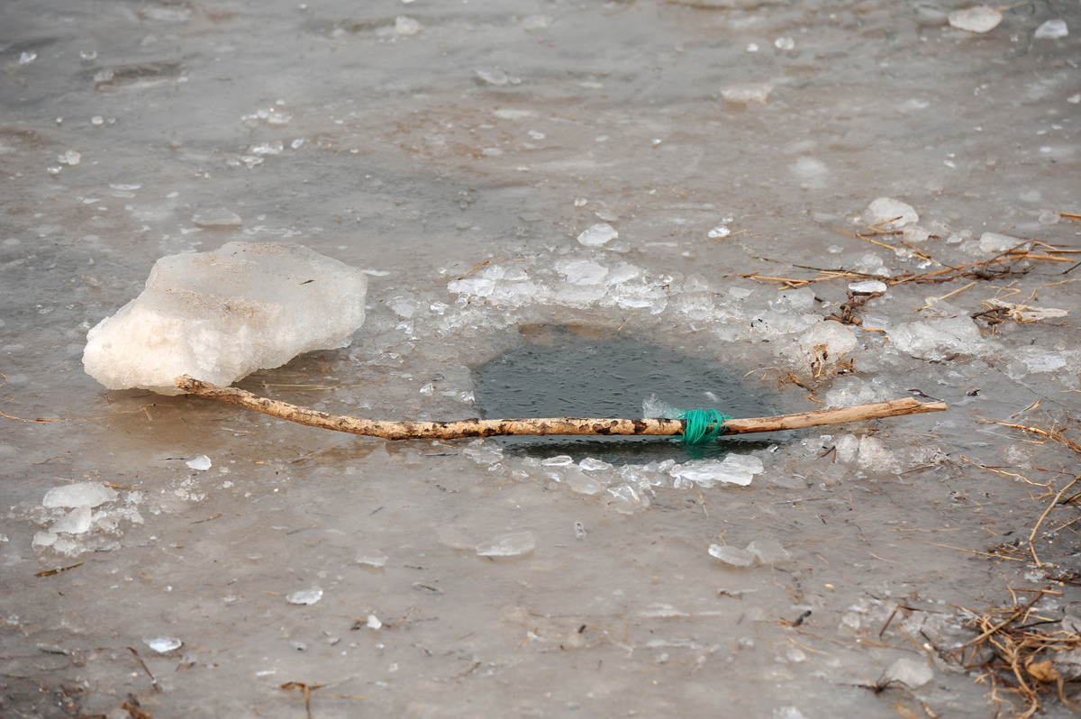 气温下降黄河汊子冰厚20厘米,有人趁机凿冰下网捕鱼,一天捕百斤