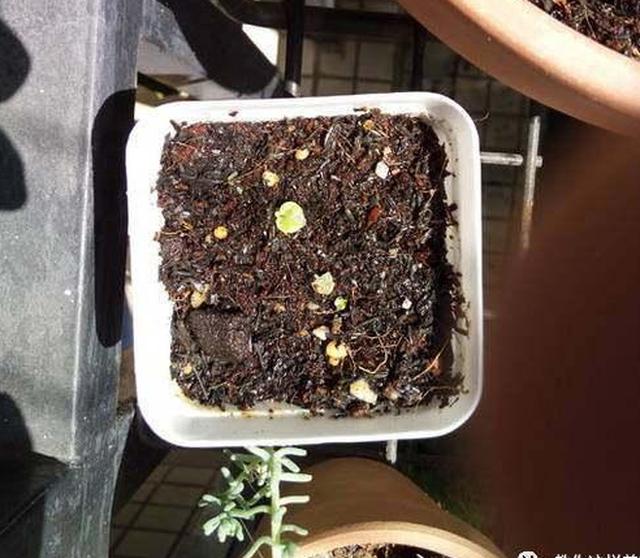 四季海棠播种到开花的全纪录,美极了!