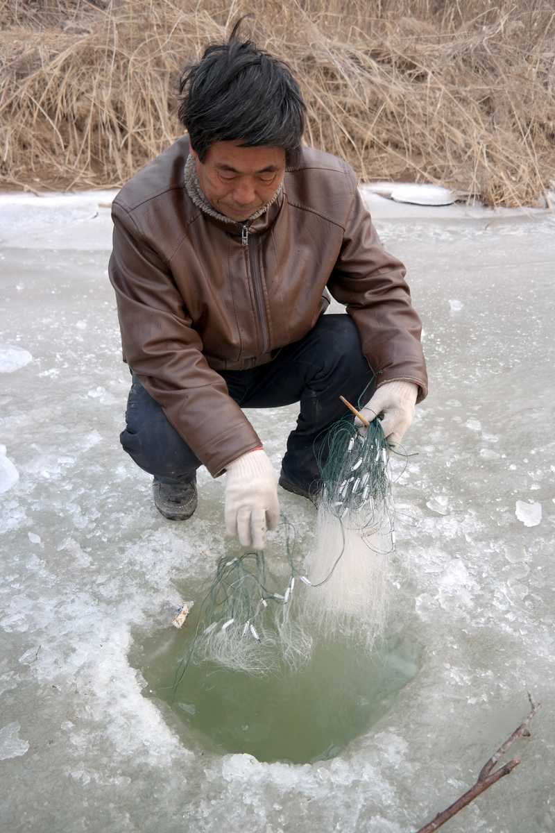 气温下降黄河汊子冰厚20厘米,有人趁机凿冰下网捕鱼,一天捕百斤