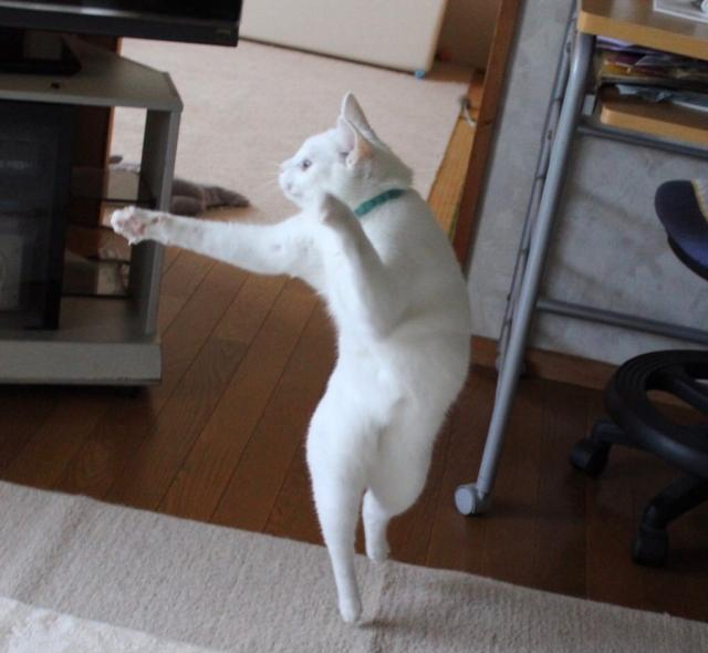 日本一铲屎官家里的白猫非比寻常,一套猫猫拳打得炉火纯青|祖传|喵喵