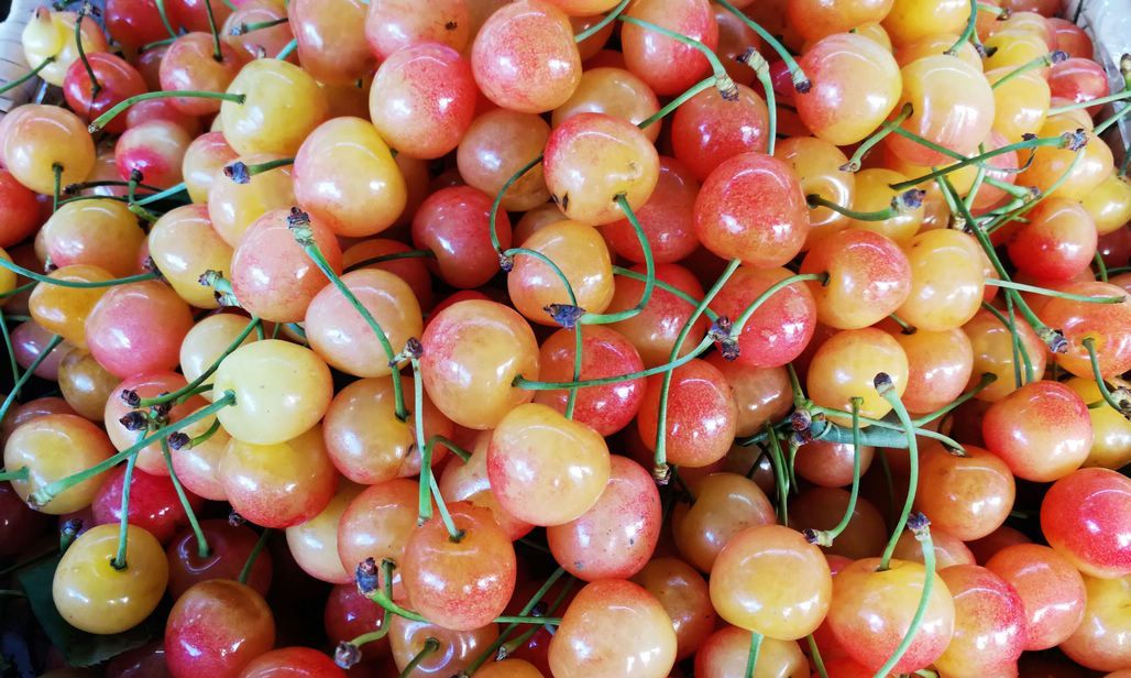 樱桃长成心形取名鸳鸯50元一斤比黄蜜还贵店主说帅哥买的多