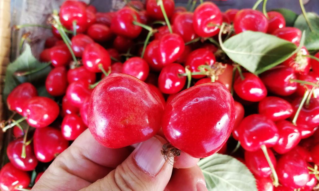 樱桃长成心形取名鸳鸯50元一斤比黄蜜还贵店主说帅哥买的多