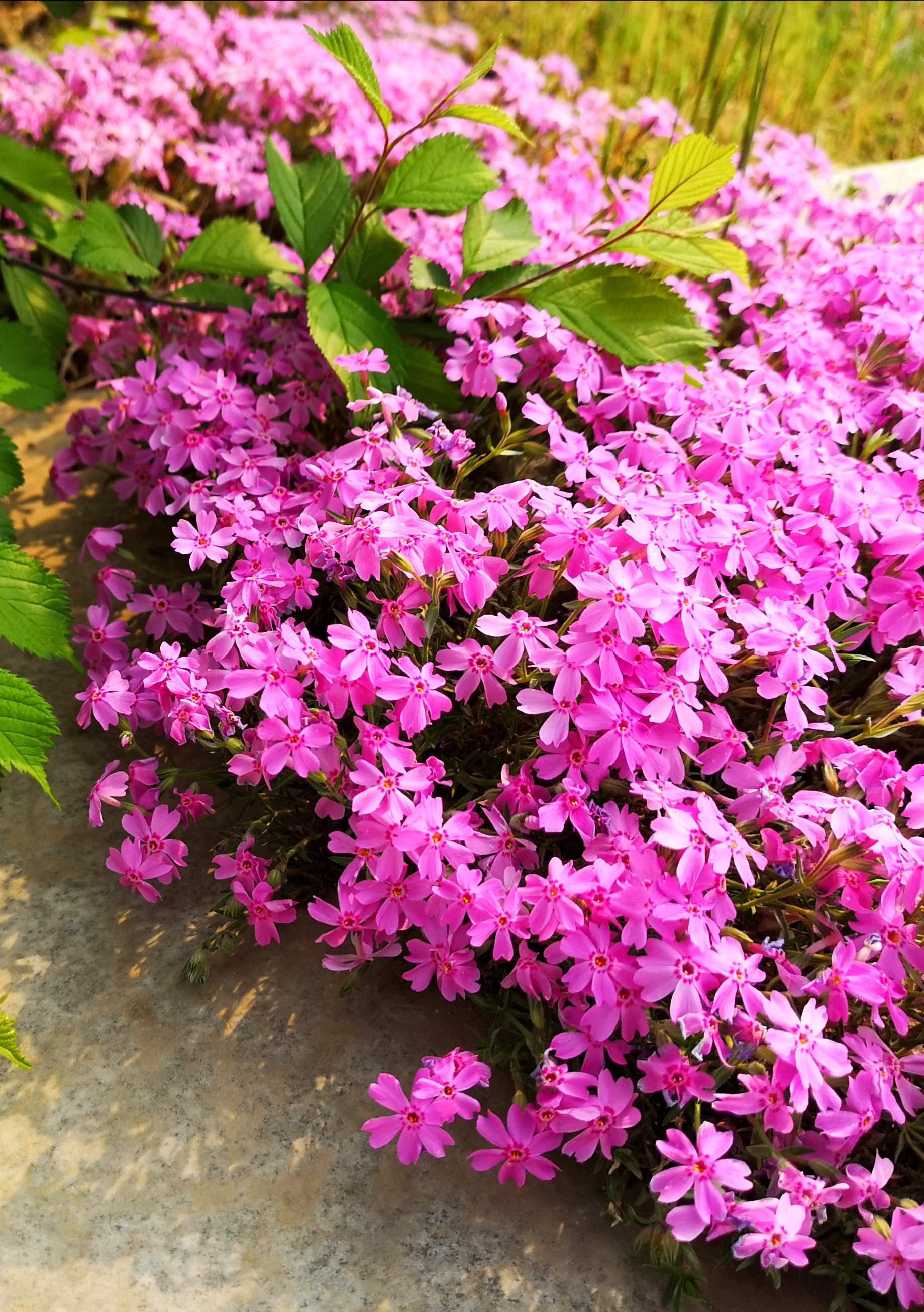 颜色艳丽气味芳香的针叶天蓝绣球像玫红色的地毯漂亮极了