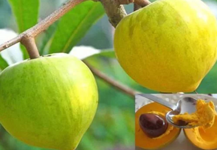 农村这种奇特的野果,人们常用它喂牲畜,殊不知味道鲜美价值高