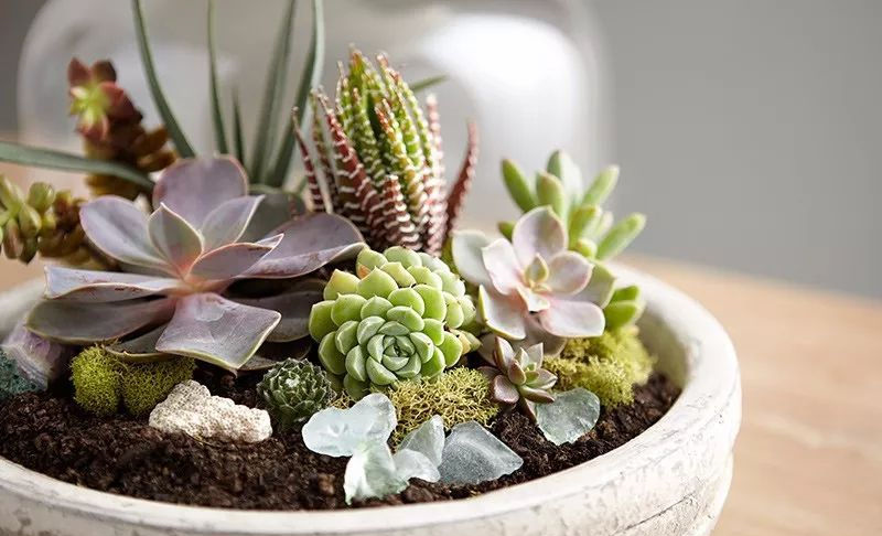 在家里布置清新装饰,何不diy几个多肉植物景观