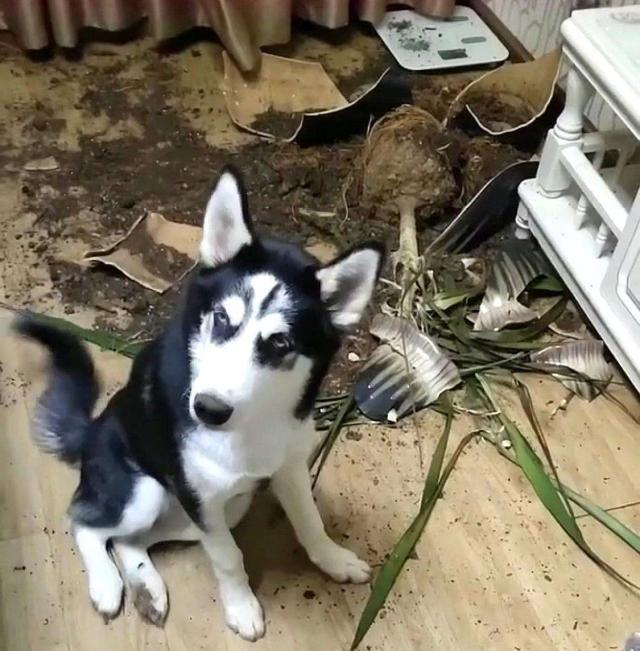 哈士奇的公认的"拆家小能手",你错了,所有狗都是拆家的一把手