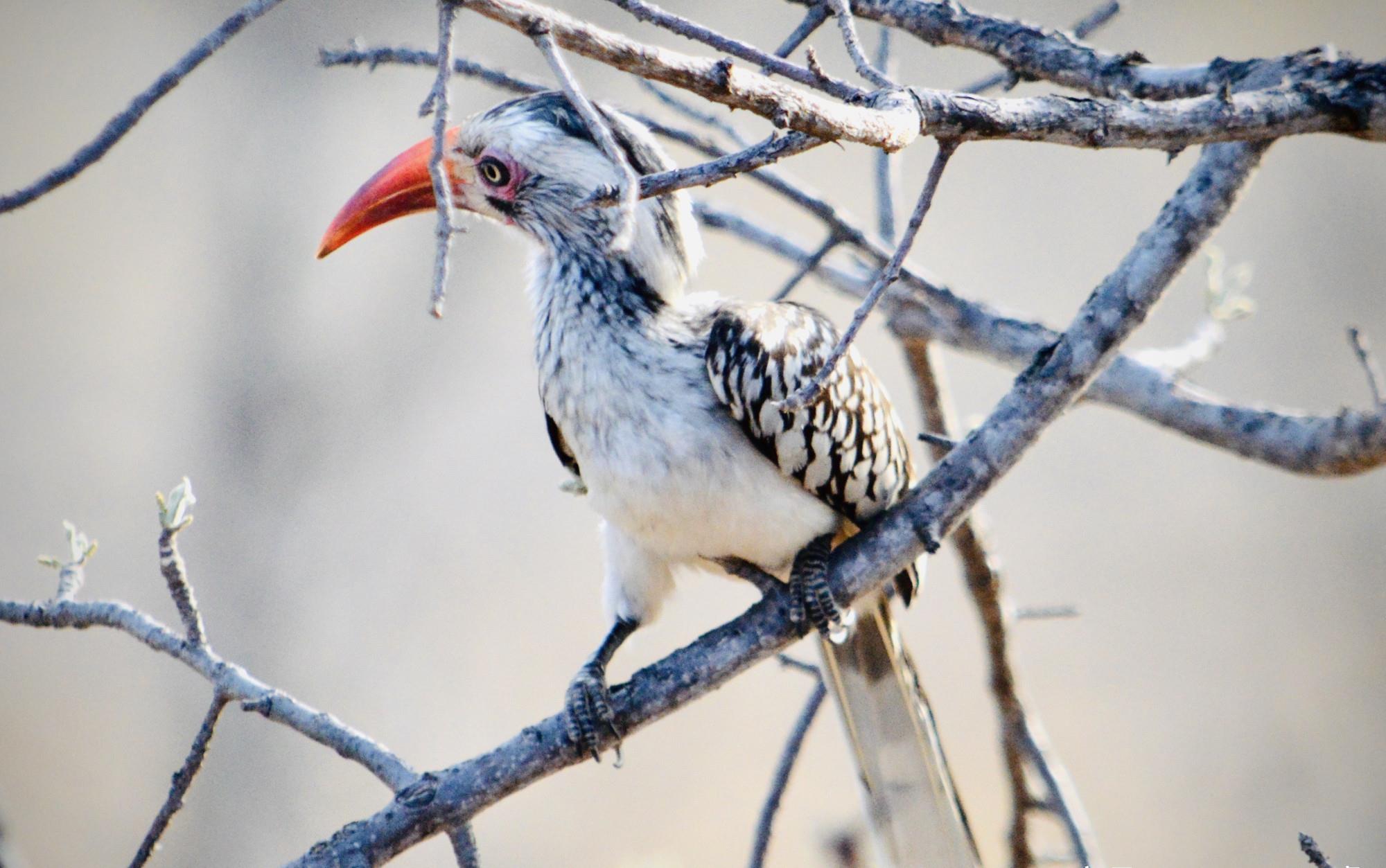 在克鲁格游猎,看到狮子王里的沙祖,这种漂亮的红弯嘴犀鸟很机警|克鲁