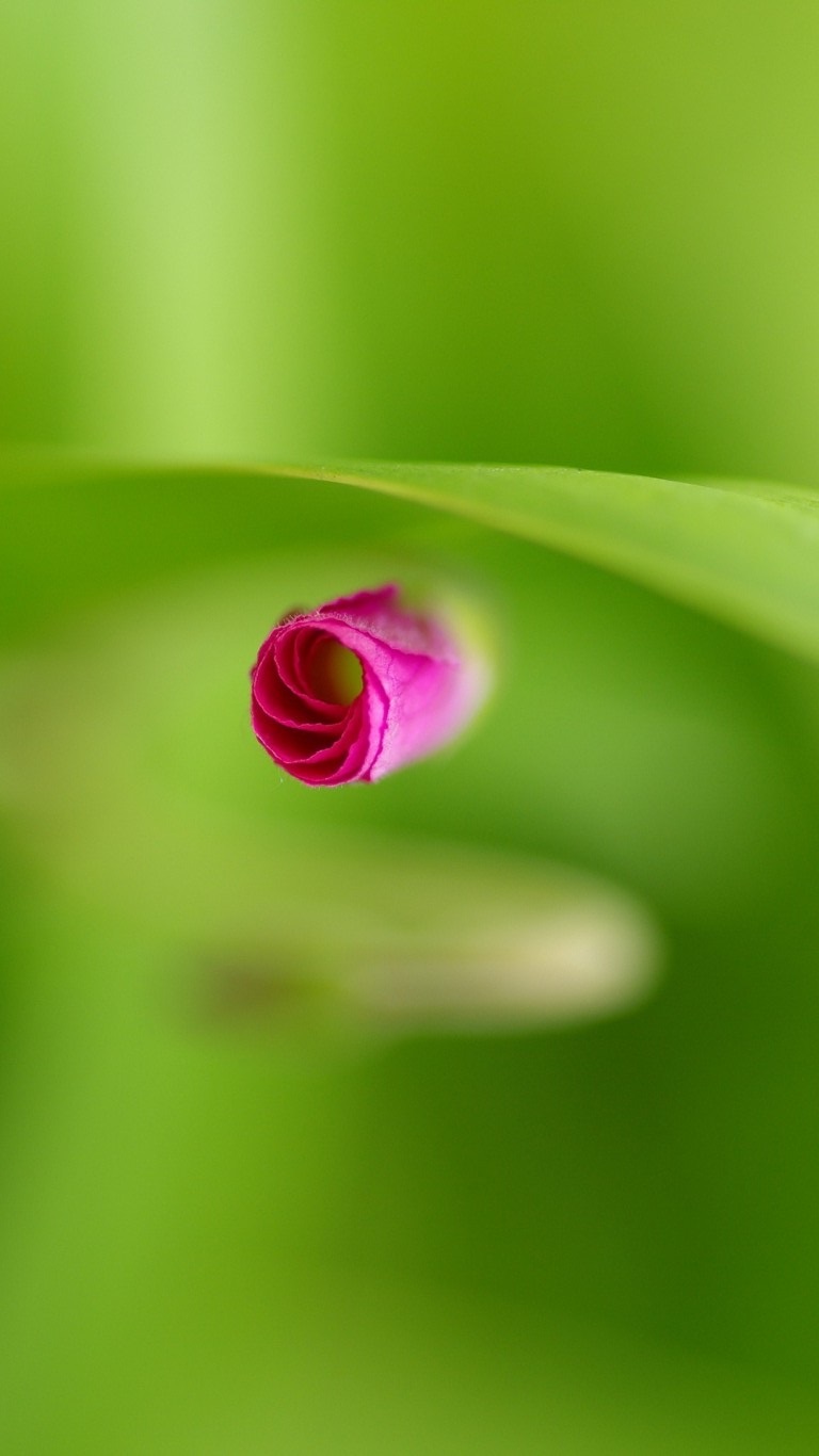 32张绿色养眼微信700聊天背景图片大全决定其中一些头