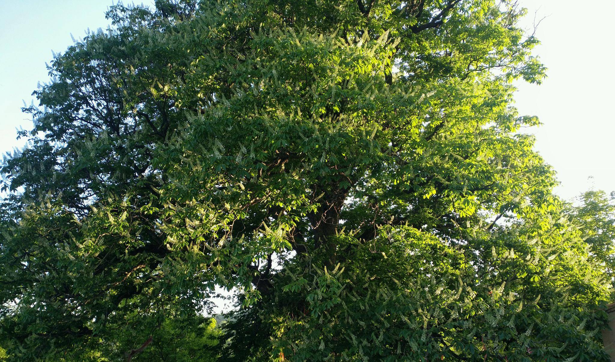 世界唯一大唐玄奘手植娑罗古树花开待君来_高清图集_新浪网