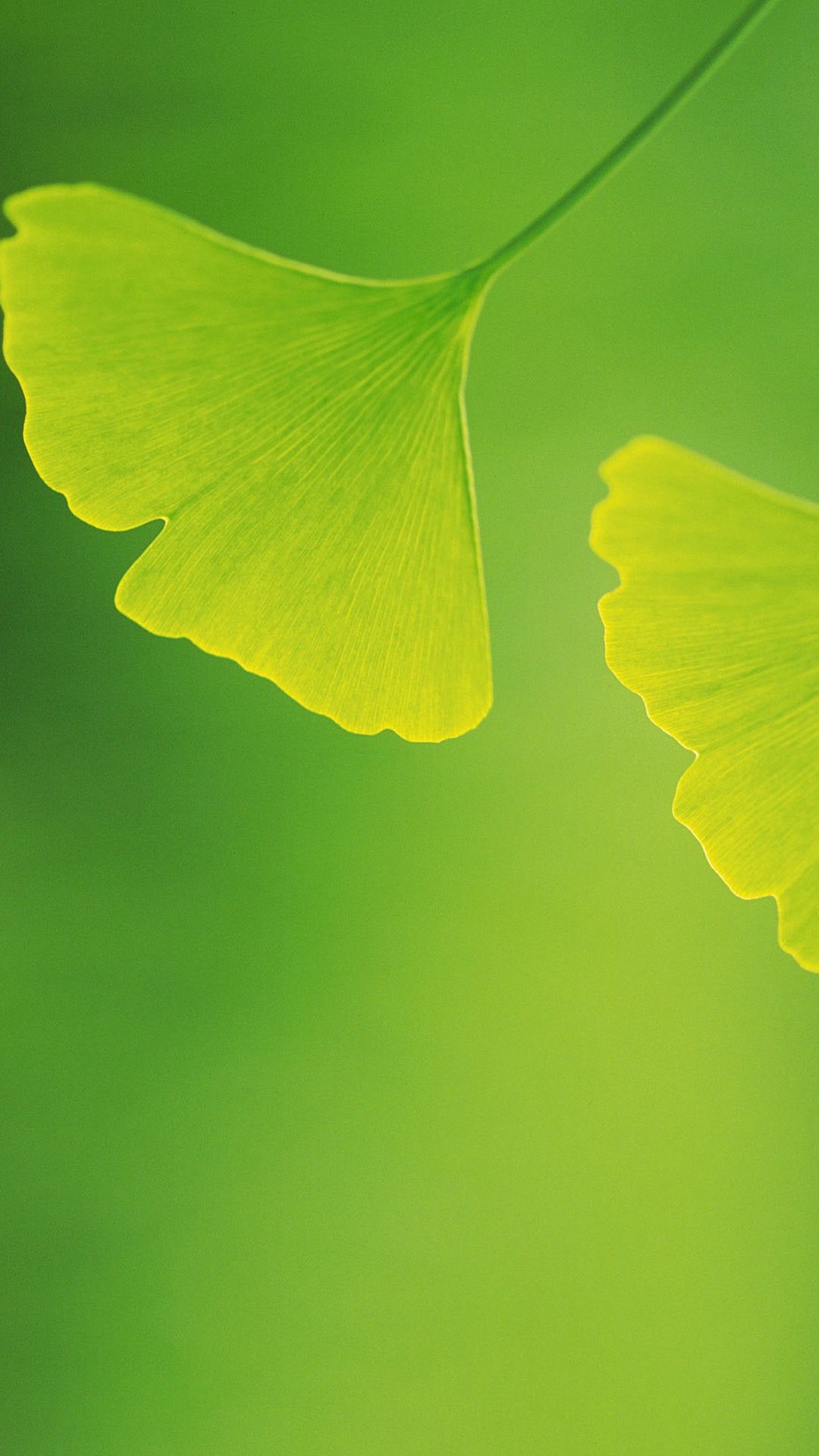 32张绿色养眼微信700聊天背景图片大全决定其中一些头