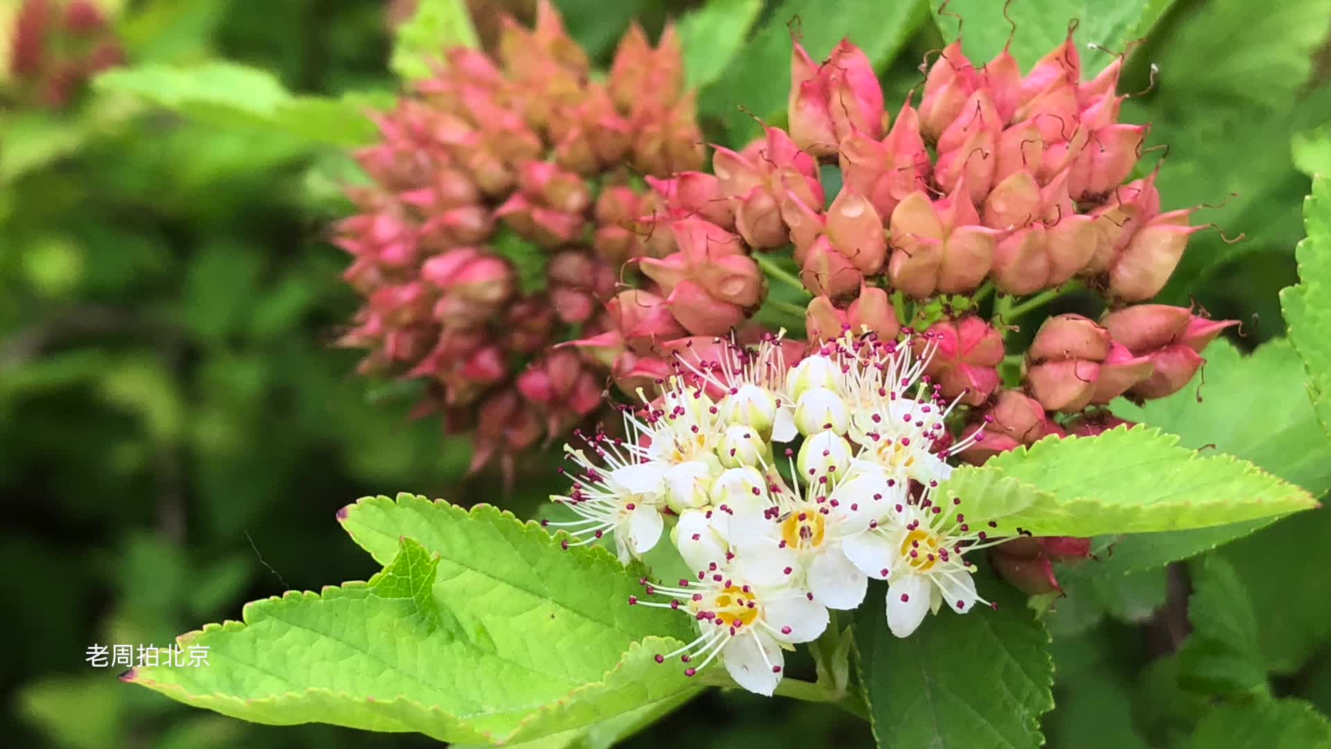植物:风箱果,蔷薇科,北京奥森