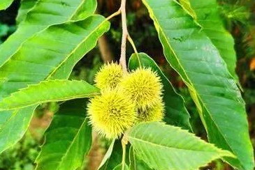 农村生长的毛栗子,现在正是采摘的时候,不怕刺的,赶紧下手|毛栗子|栗子|毛栗_新浪新闻