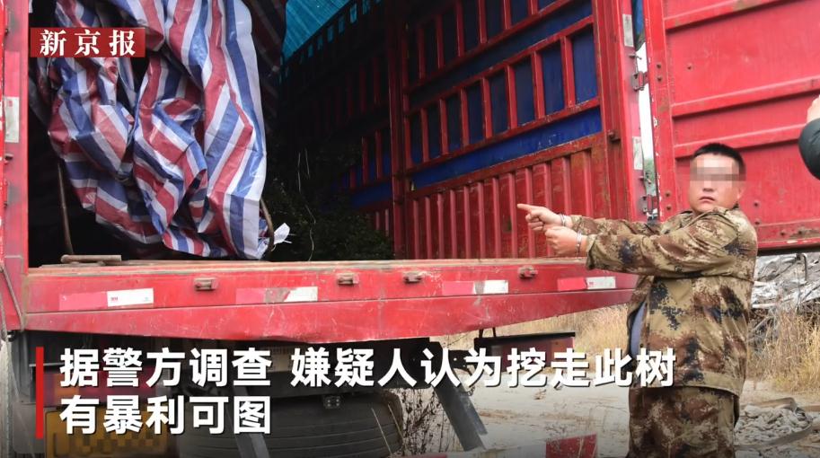 罗汉松品种排名2020_罗汉松也分品种,大师制作的米叶罗汉松盆景一颗能