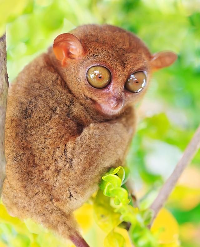 眼镜猴,是一种体型较小的灵长动物,看着很可爱|眼镜猴|体型|浅灰色