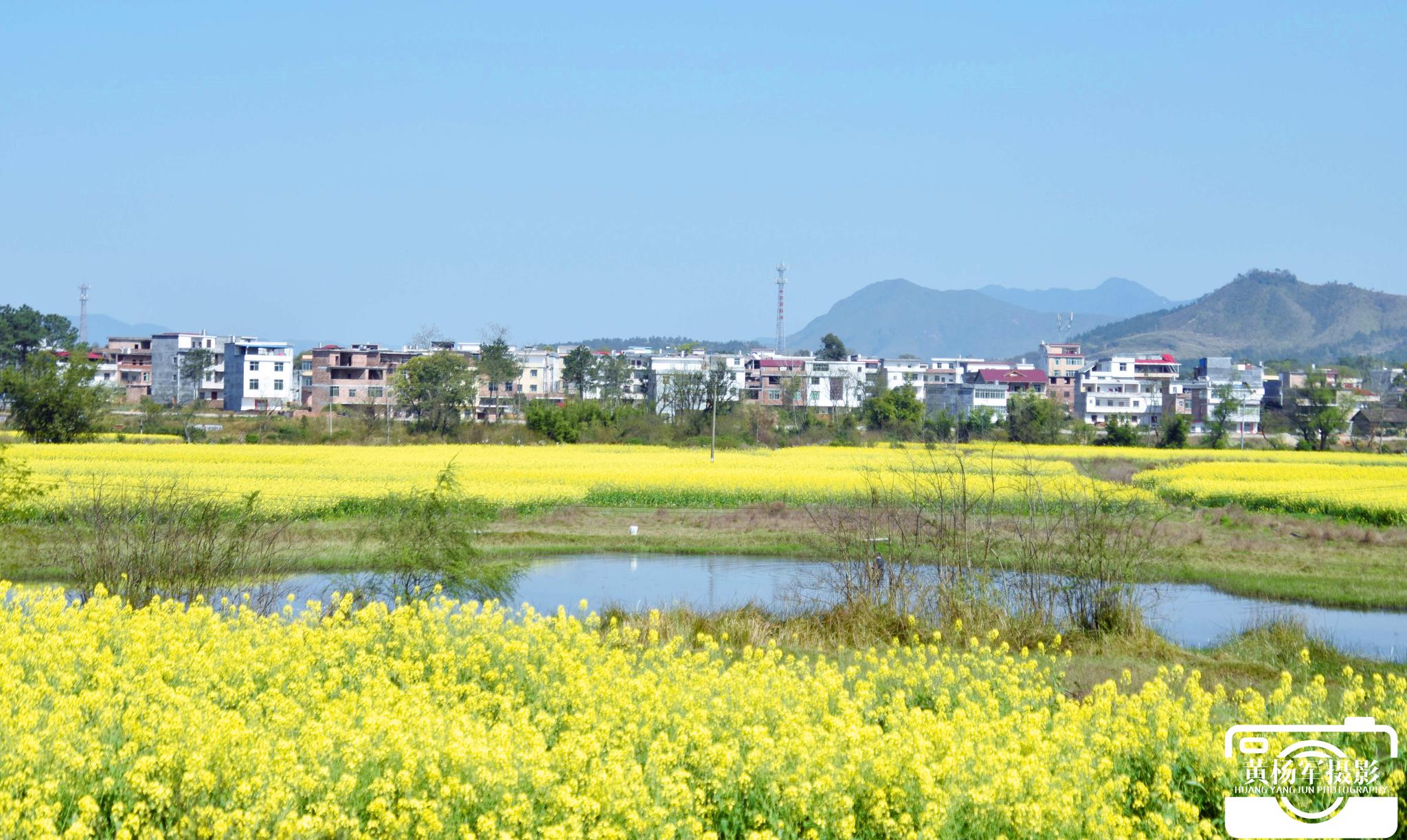 于都县杜田村油菜花基地原创摄影