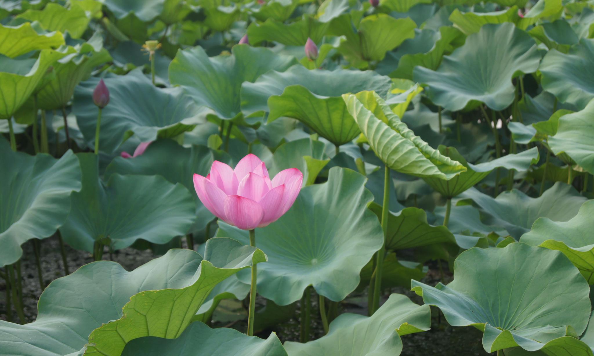 常州钟楼区荷园,荷叶碧池,清风送爽,夏季纳凉不妨来荷园走走