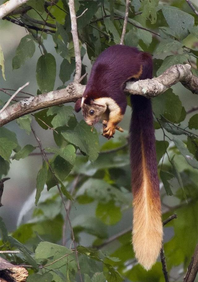 啮齿类动物的颜值担当马拉巴尔巨松鼠,艳丽的大尾巴相当炫酷!|巴尔|巨
