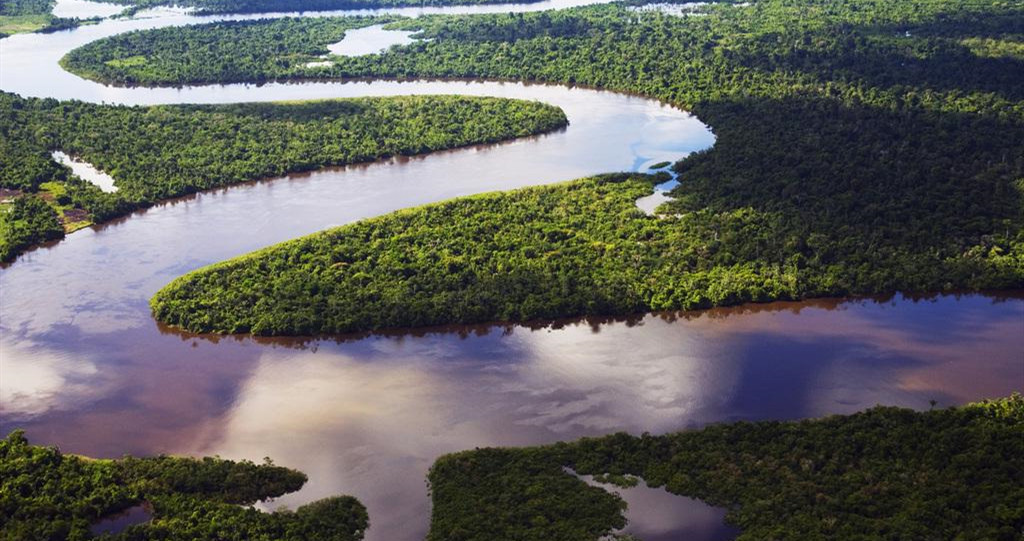 (亚马逊雨林)东北林业大学的胡海清教授等人研究表明,火灾对森林生态