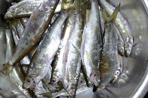 这4种农村很常见的野鱼,第1种大家都爱吃,第4种经常用来喂猫