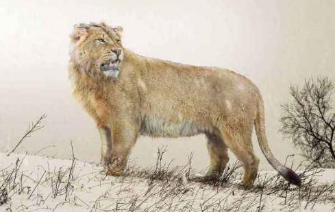 02 23:52:29            乡村玲妹子 1 / 5 美洲拟狮,冰河时期的顶尖