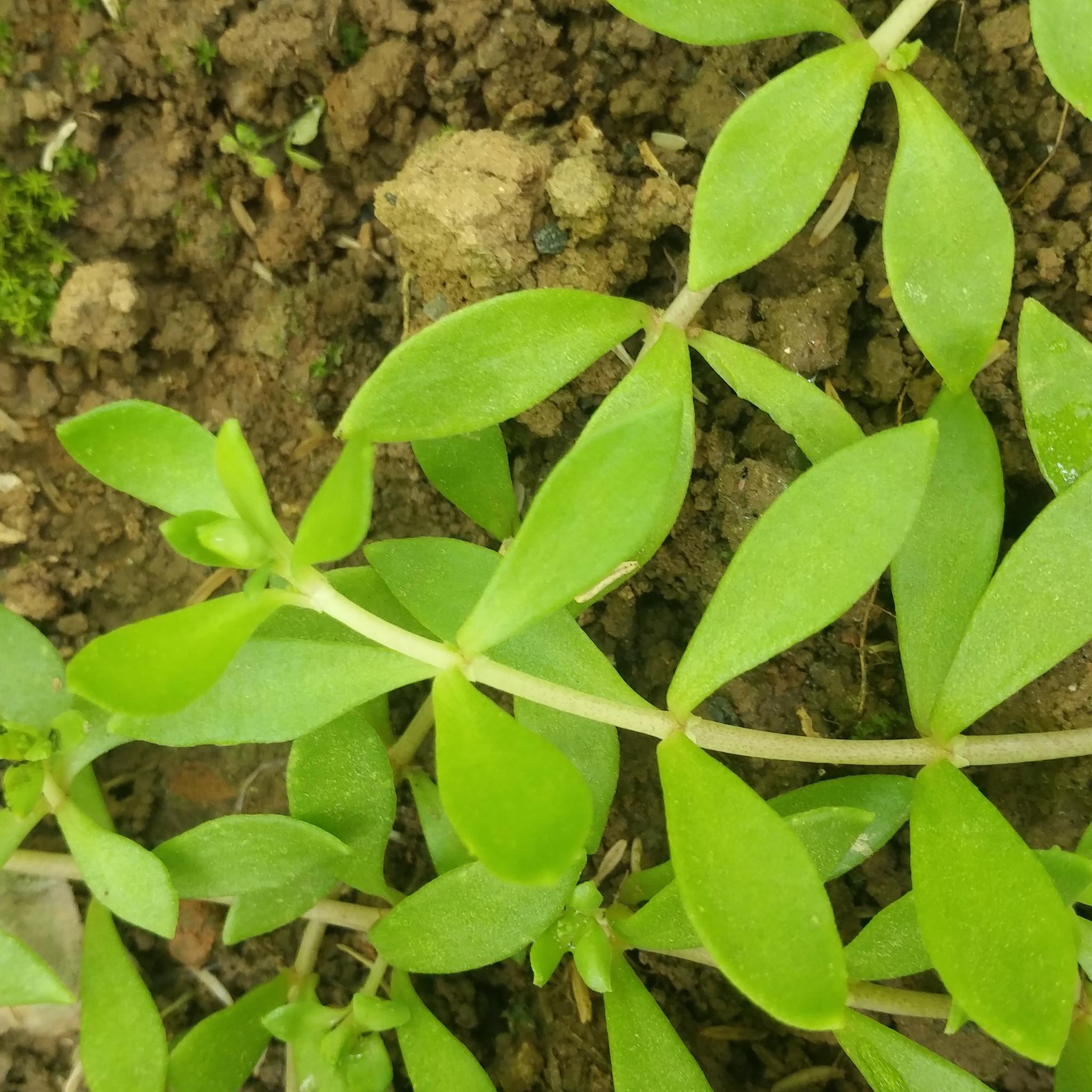 其实这是完全错误的,两者的区别还是在 外形,垂盆草的叶子比较细长一