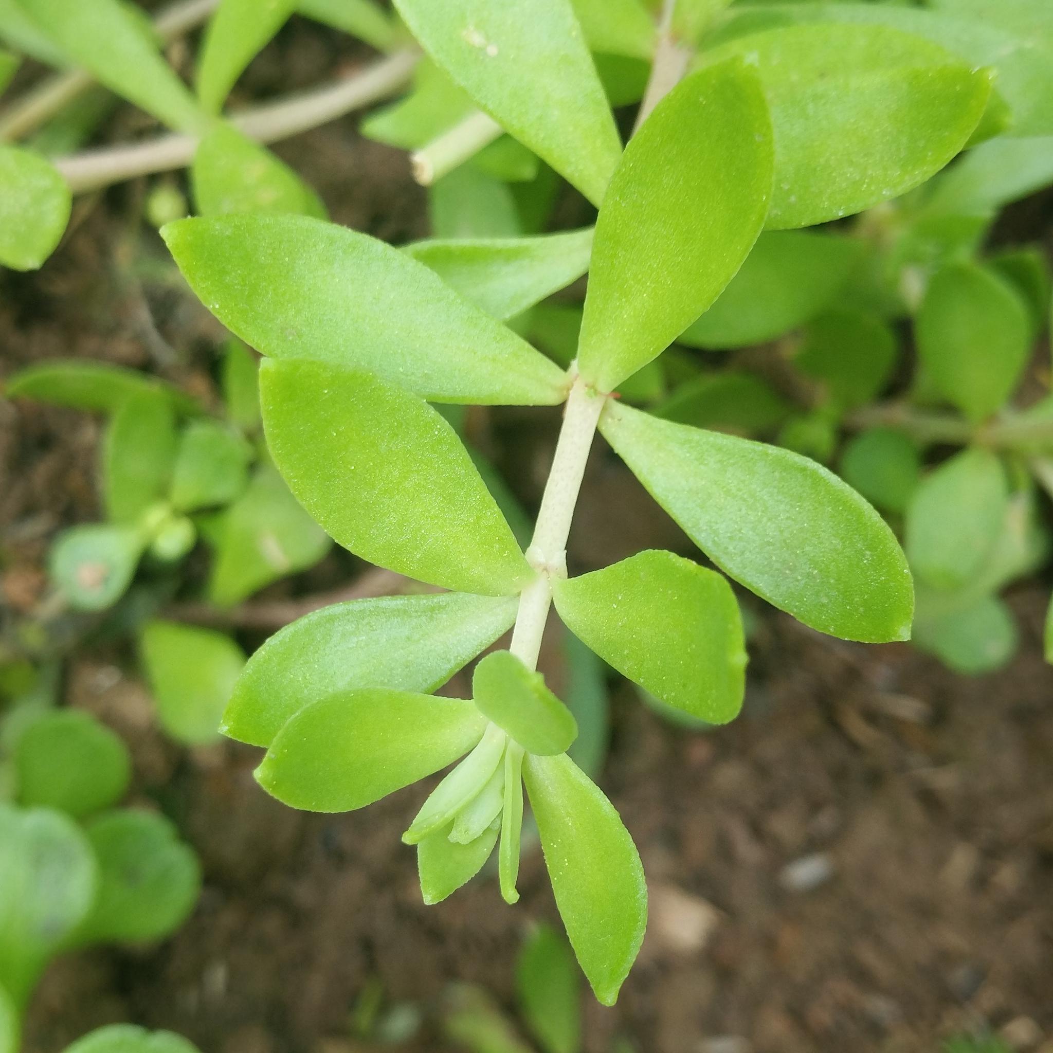 其实这是完全错误的,两者的区别还是在 外形,垂盆草的叶子比较细长一
