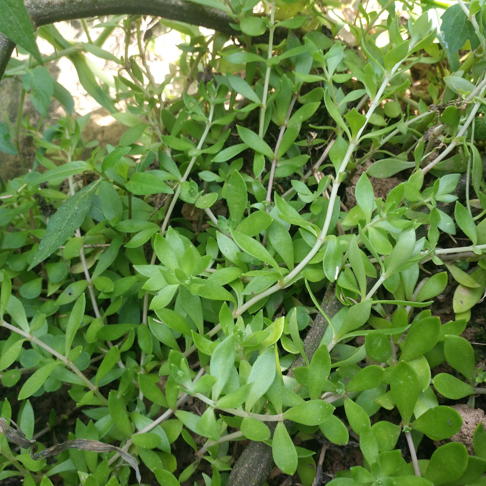 农村的野草,中药中的解毒良药,垂盆草你了解多少