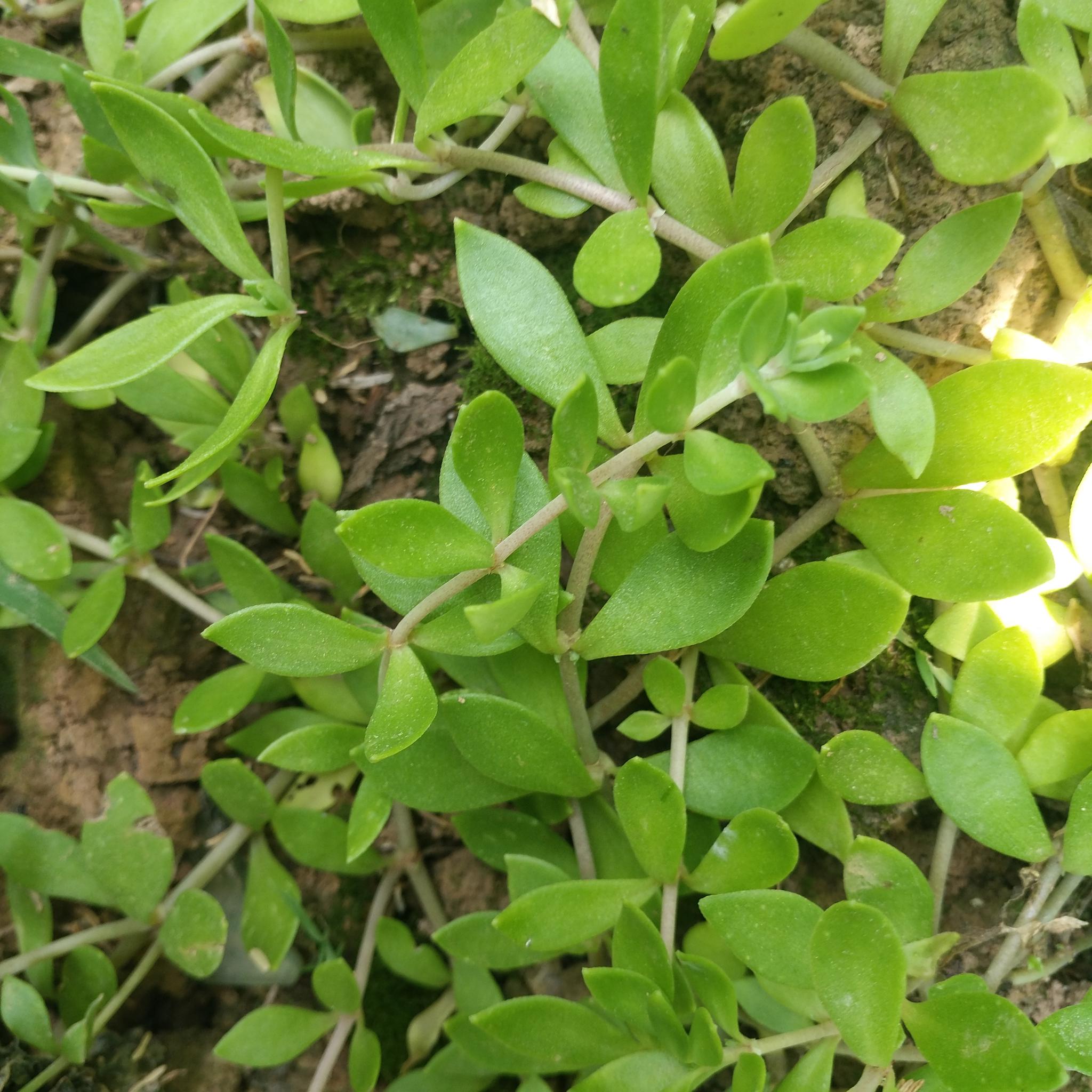 农村的野草,中药中的解毒良药,垂盆草你了解多少