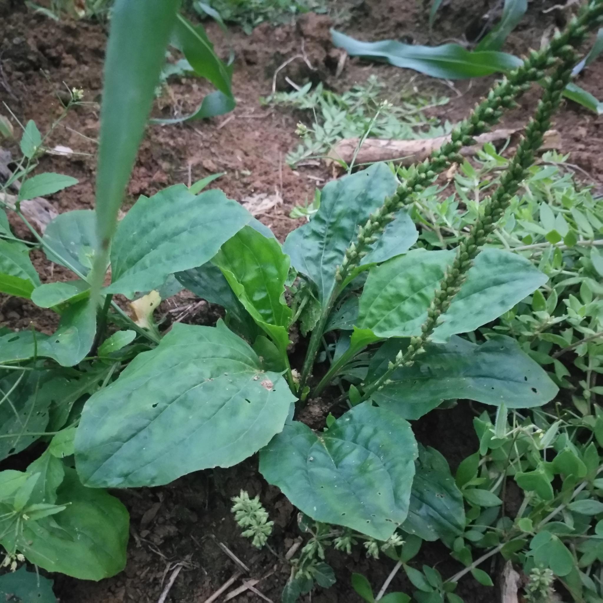 车前草:农村常见的植物,确是小便不利的良药