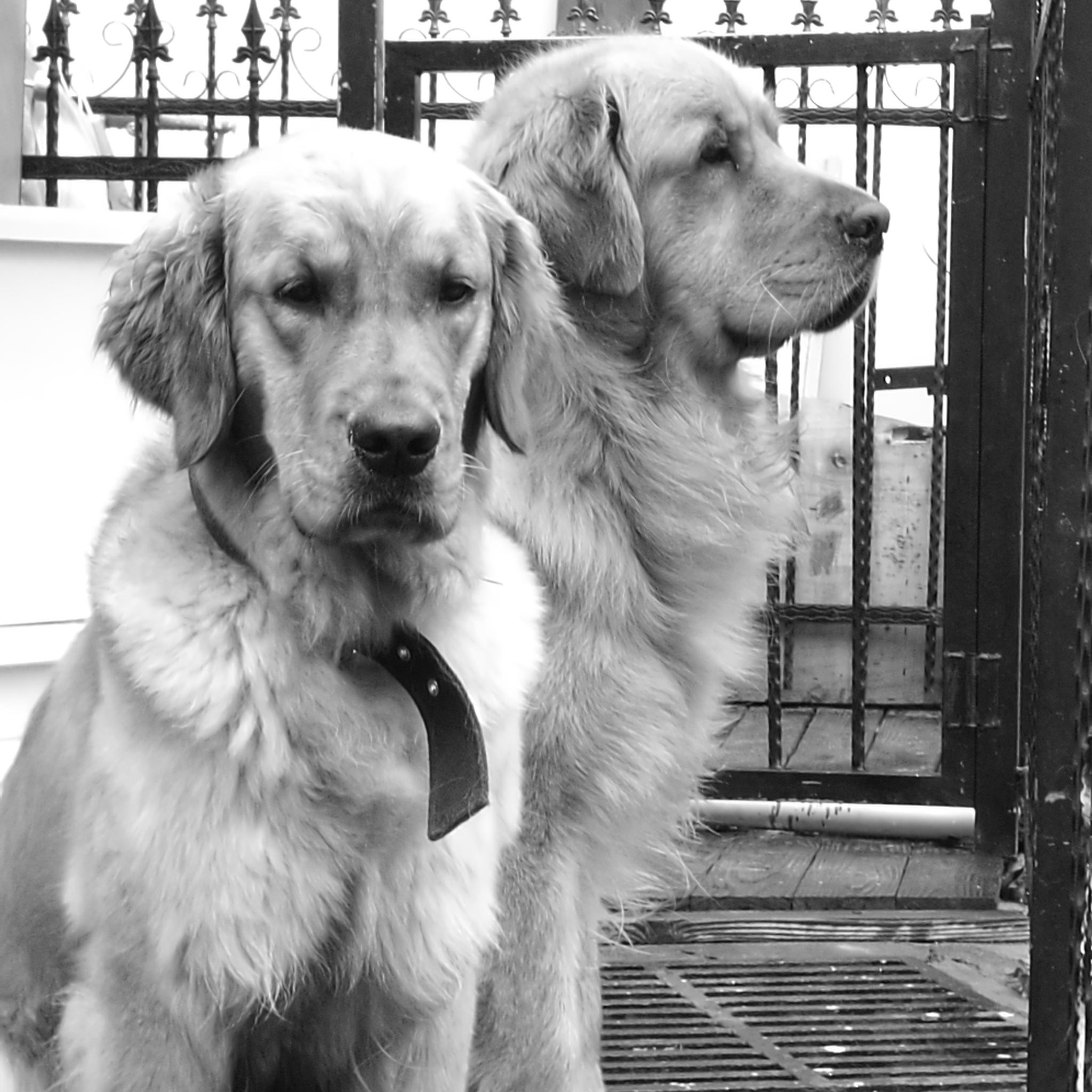 黑白图集 两只金毛犬_高清图集_新浪网