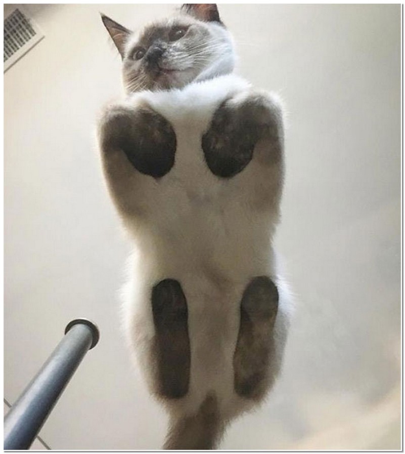 动物趣图,在玻璃上的猫,另一番神态