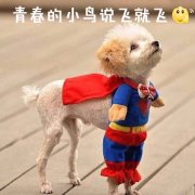 兔子更喜欢哪种食物