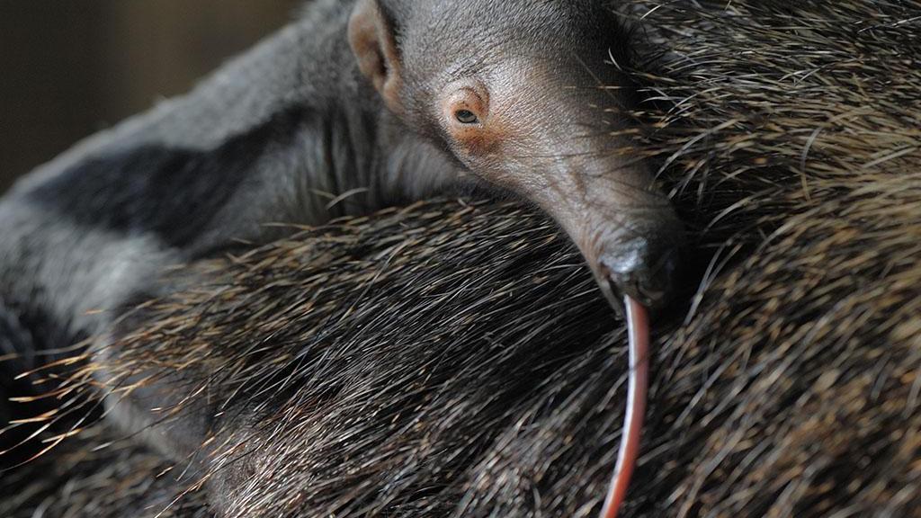 这是什么动物?30厘米的舌头,一天吃5万只蚂蚁 长得好像猪