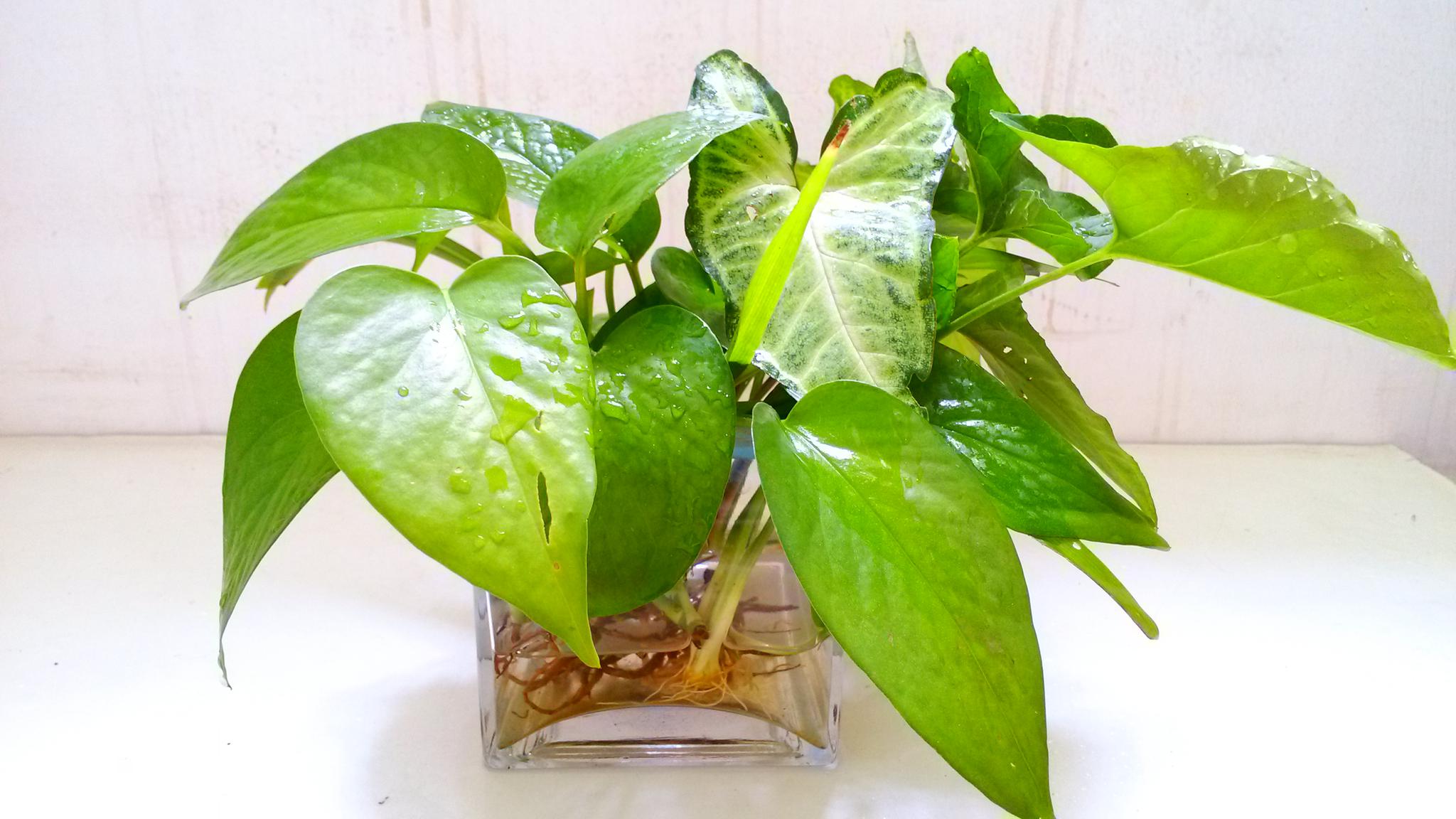 普通的土可以种绿萝吗(普通的土可以种绿萝吗图片)