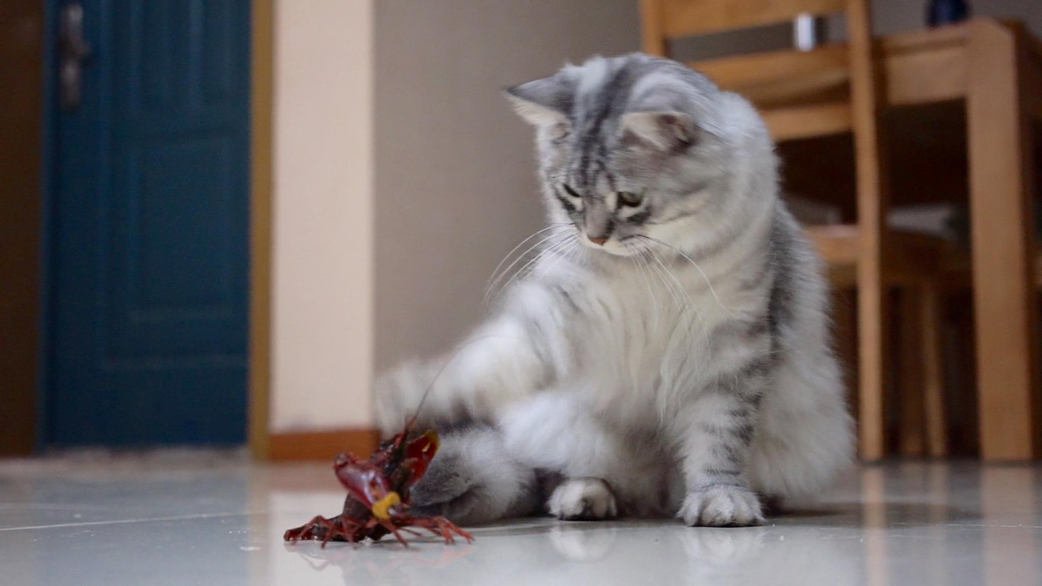 不知天高地厚的小贱猫非要来撩拨小龙虾要是我没绑着钳子