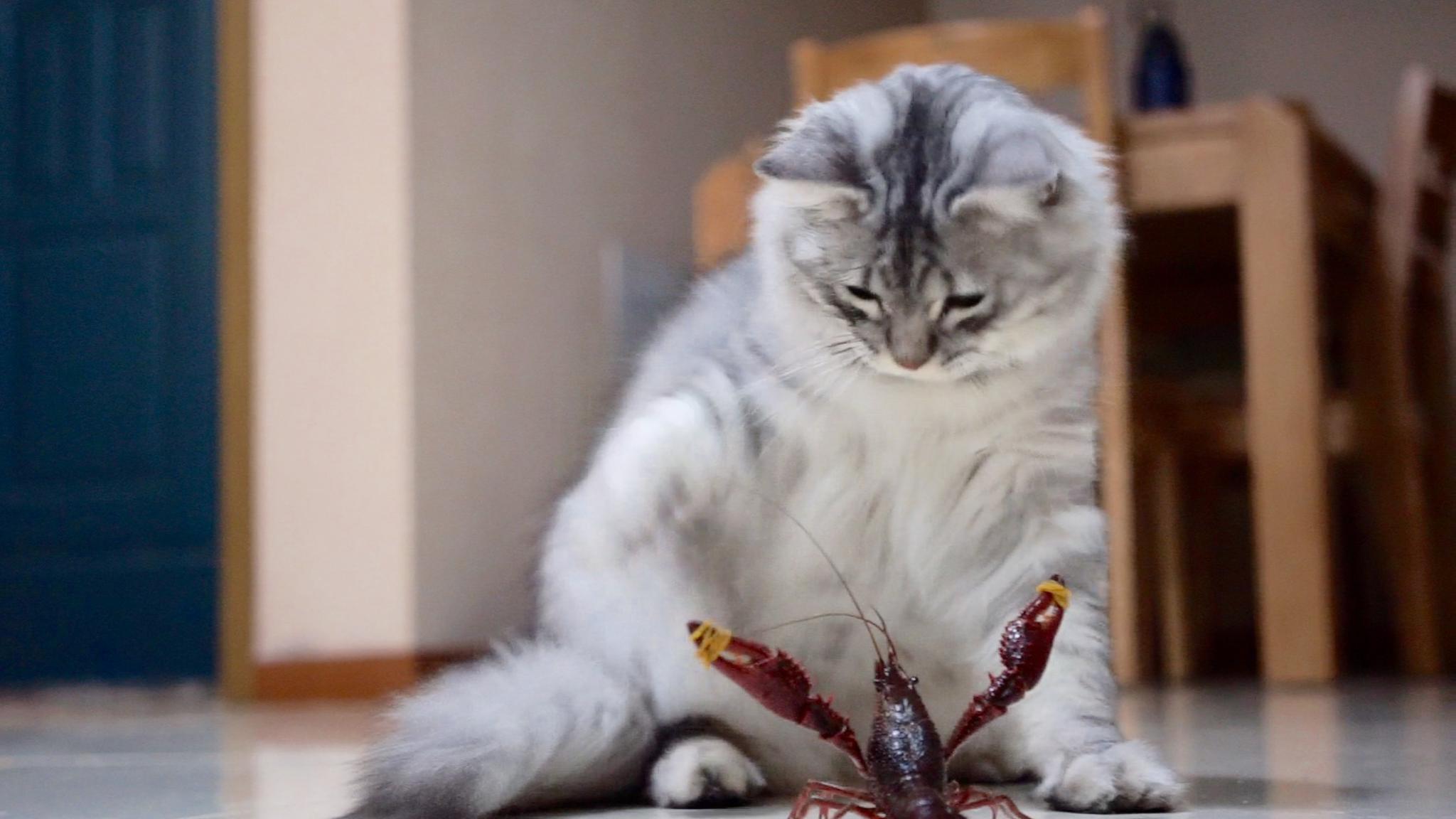 不知天高地厚的小贱猫非要来撩拨小龙虾要是我没绑着钳子