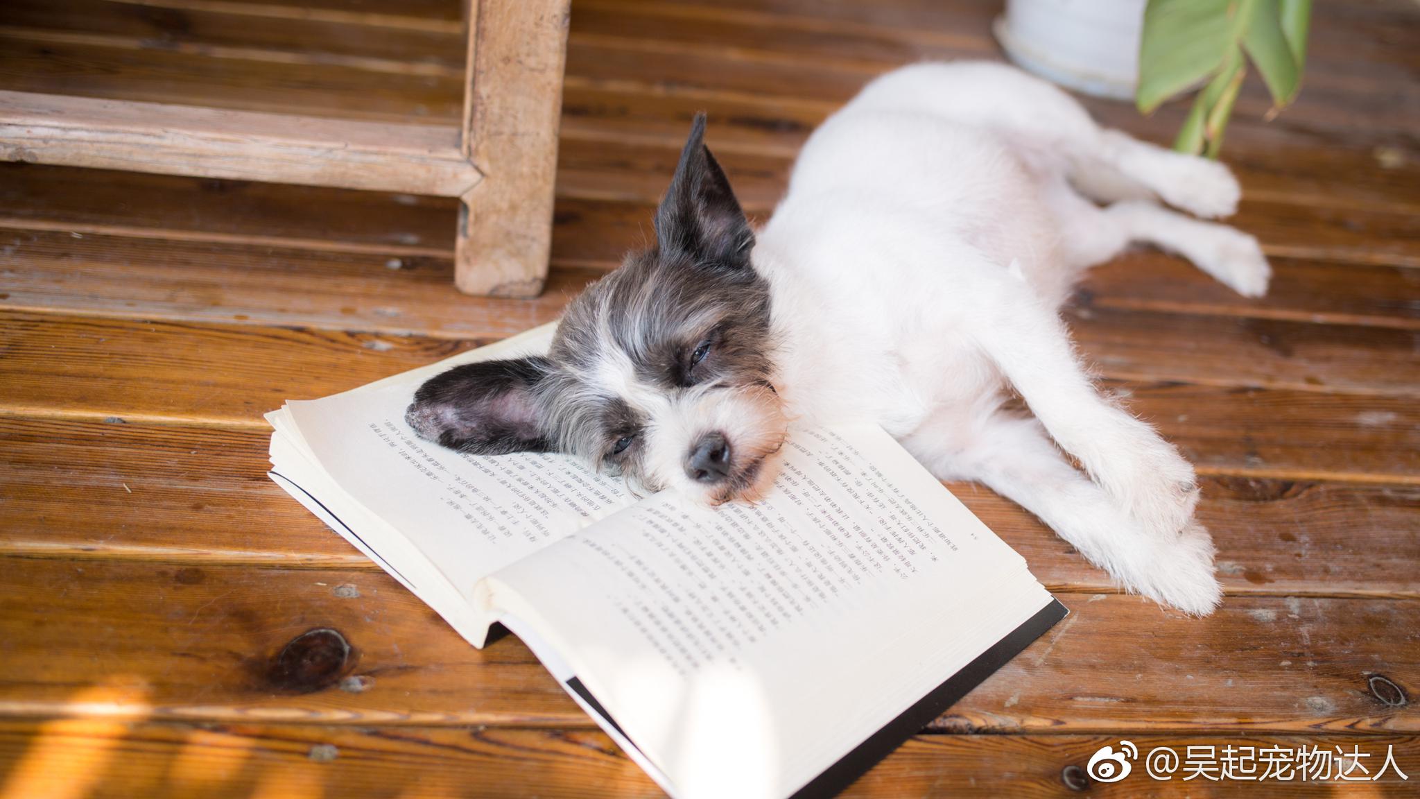 尤达:"生活就是看看书,喝喝茶,吃吃美食